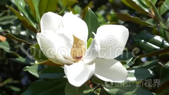 美丽的白玉兰花在花园里特写。 花被风吹过。 慢动作