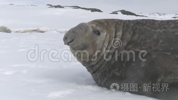 南极极地雪特写图片视频