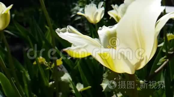 郁金香美丽的水仙花慢运动的阳光田野春天季节性的室外花园