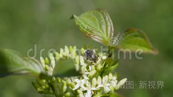 一只甲虫坐在开花上视频