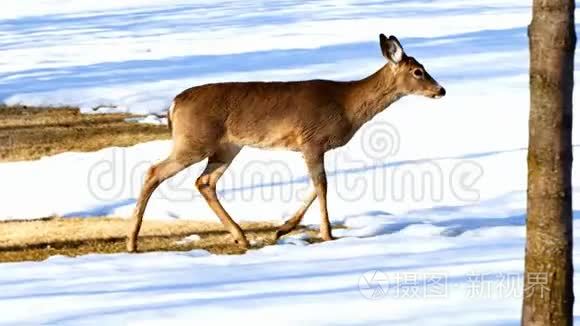 白尾鹿，乌多科利乌斯维尼亚斯，在雪地上行走