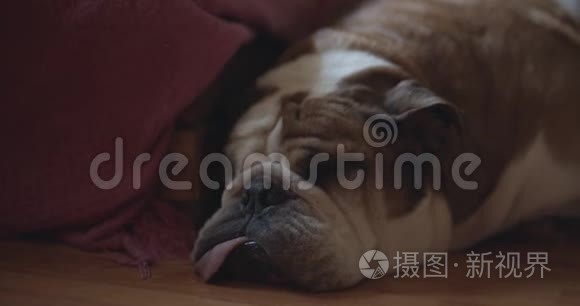 疲惫的英国斗牛犬躺着视频