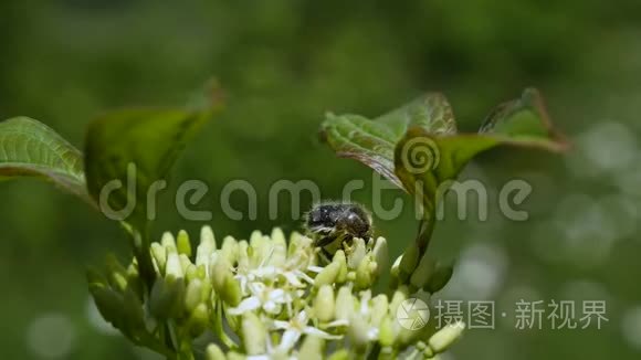 一只甲虫坐在开花上