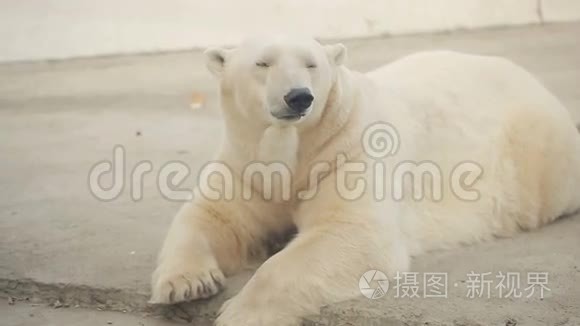 动物园里的北极熊视频