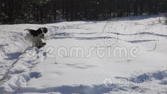 在公园里奔跑的黑白猎犬视频