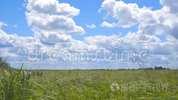 风中的草在美丽的多云天空下视频