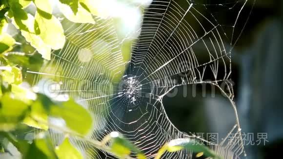 蜘蛛`在花园树枝上的网