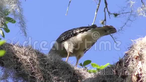 红鹰吃掉猎物视频