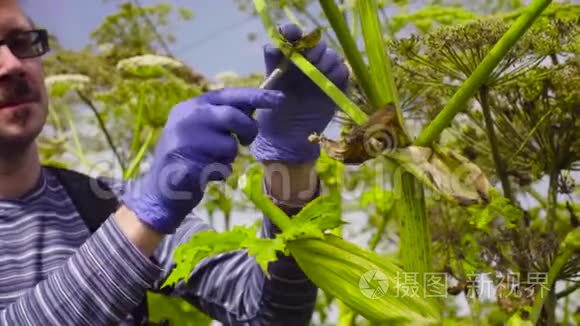 环保主义者男女检查植物视频