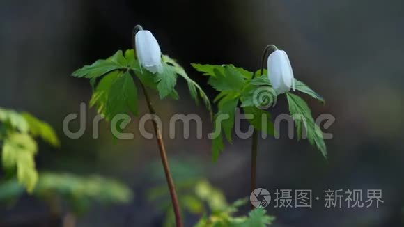 春天的雪花视频