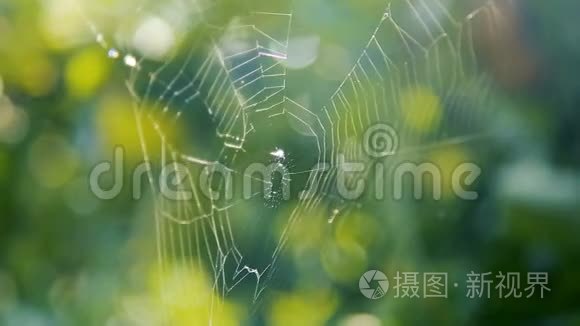 蜘蛛`在花园树枝上的网