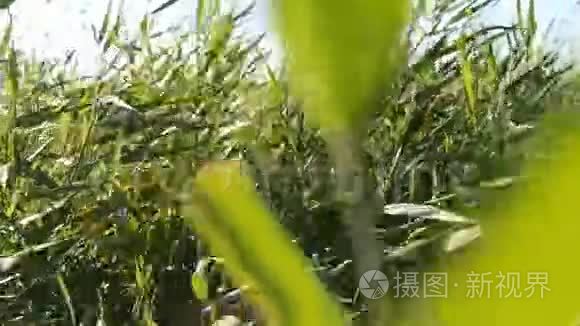 湖面上的绿芦苇在风中摇曳视频