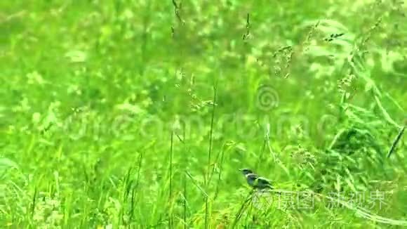 野地里坐在草地上的小鸟视频