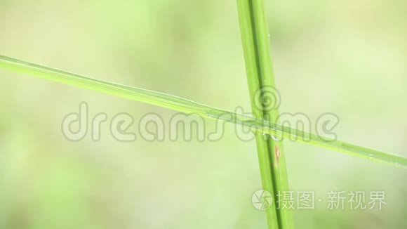 雨中美丽的树叶