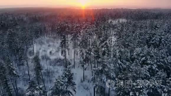 下雪了。 冬季仙境。 下雪了。 日落黄昏的阳光。 森林树木森林大自然。 慢动作。 冬季