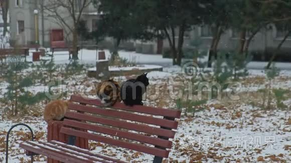 可怜的无家可归的宠物猫试图在寒冷的冬天里生存