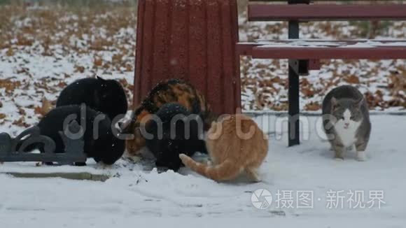 可怜的无家可归的宠物猫在寒冷的冬天吃雪