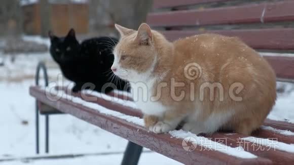 可怜的无家可归的宠物猫试图在寒冷的冬天里生存