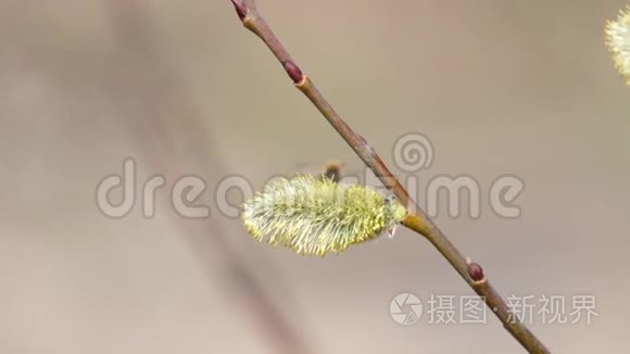 蜜蜂从开花的柳树中收集花粉视频