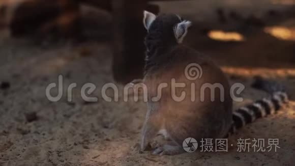 特写滑稽的野狐猴视频