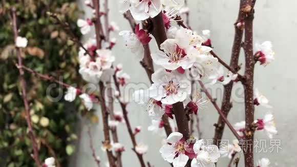 樱花树芽花近白色棕枝视频