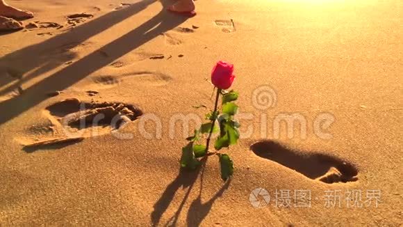 巴西巴伊亚海滩上的耶曼加节玫瑰