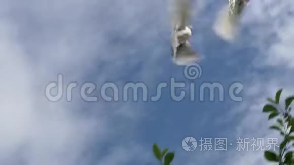 白色鸽子在上对抗天空视频