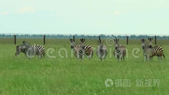 八匹斑马在草原上视频