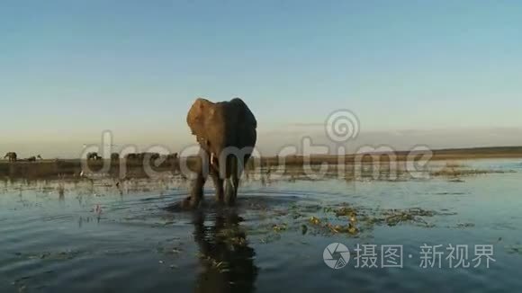 大象在水中行走视频