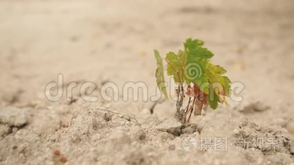 在干砂土壤上生长的小型植物。 4K.