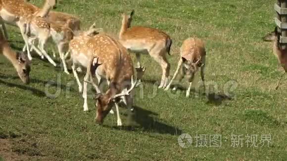 浅亲爱的草地放牧