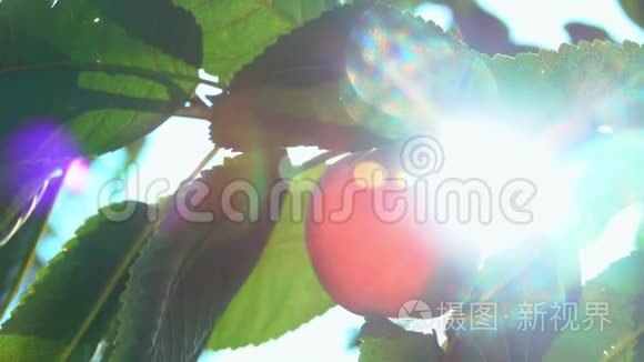 阳光下树枝上的桃子视频