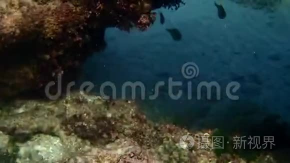 鱼凡尼科罗潜水器视频