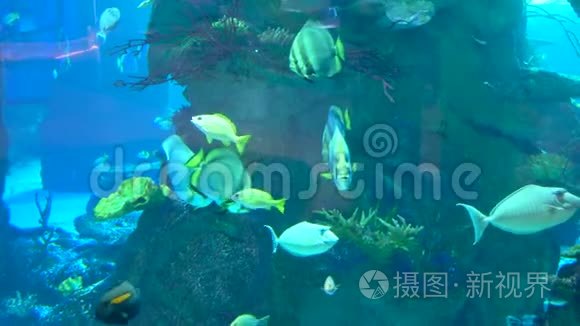 深蓝色海水中的水族馆彩色鱼类