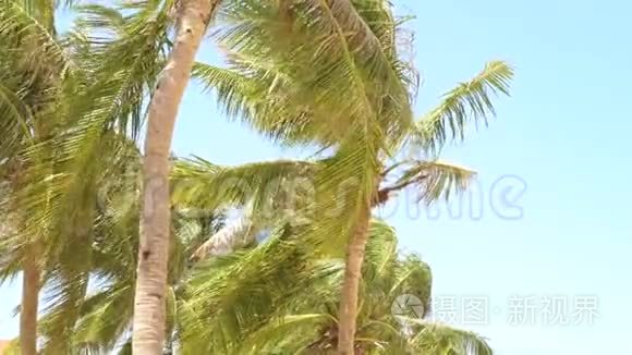 海洋中热带岛屿上美丽的棕榈树。 夏日风景椰林棕榈树在海滩上的蓝天上