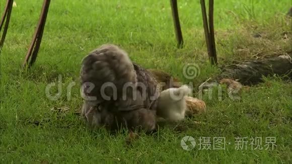 妈妈吃鸡和小鸡视频