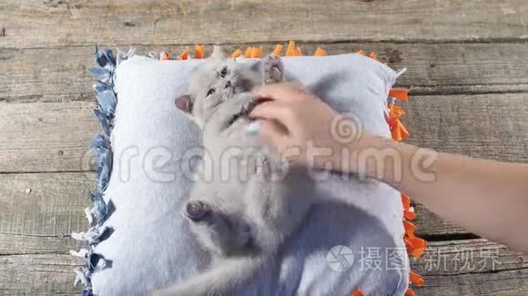 人类在枕头上抚摸小猫视频