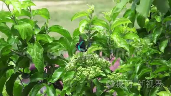 带带的孔雀蝶从花中采集花蜜视频