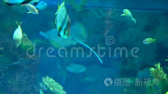 深蓝色海水中的水族馆彩色鱼类