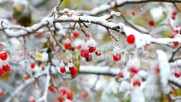 冬天第一场雪覆盖着红罗湾树枝视频