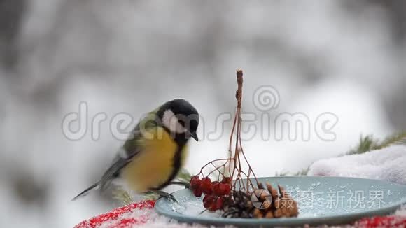 圣诞节时喂食的鸟视频