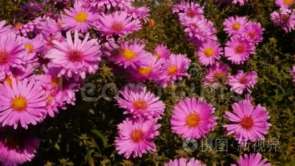 粉红色的花和蜜蜂视频