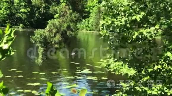 湖泊水面有绿色植物和鸭子视频