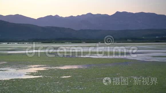 日落时的野生动物景观视频