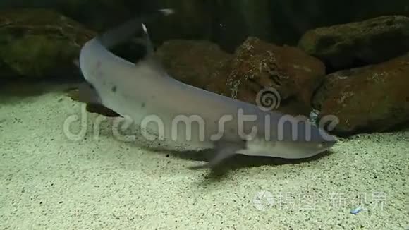 水底的鲨鱼视频