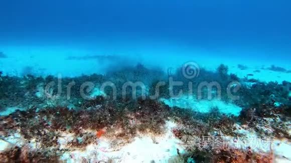在磷虾云中潜水的水下场景