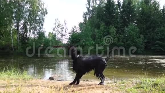 走出池塘慢动作后狗会自抖视频