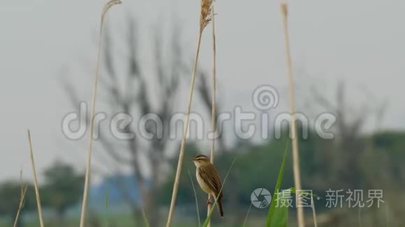 沼泽莺在芦苇上摇摆视频