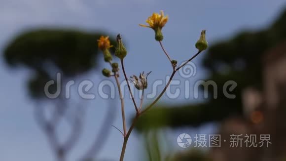 罗马阿文廷山上的花视频