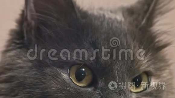 猫科动物面对的是灰色镜头视频